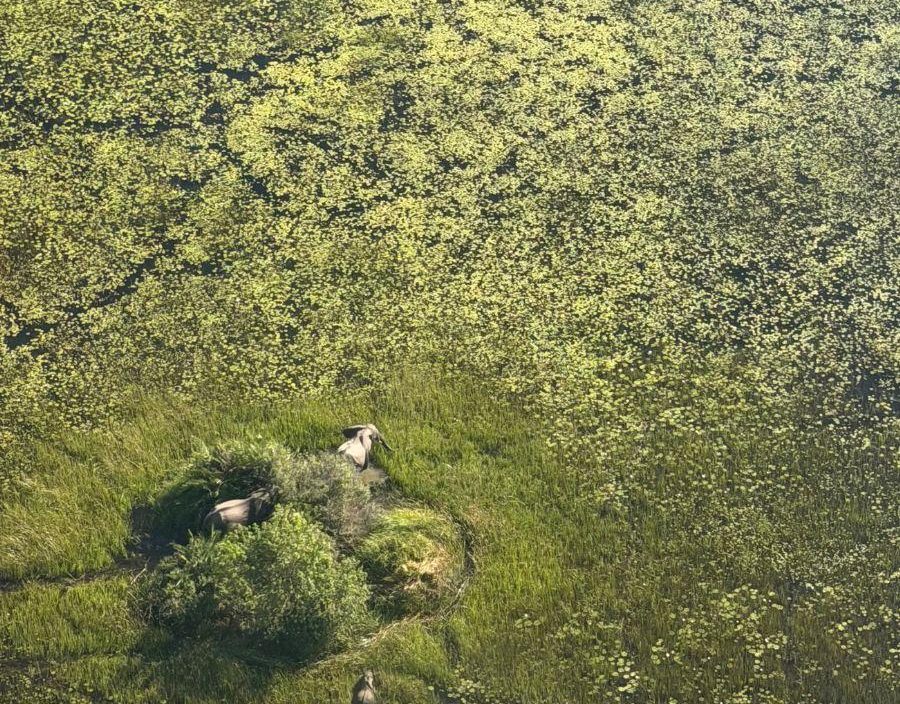 elephants in the delta seen from aerial view