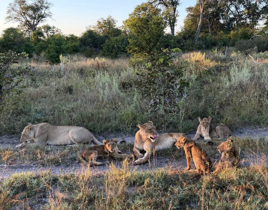 lionesses and cubs at sunset