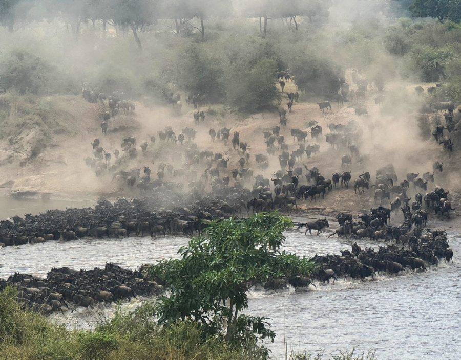 wildebeest migration in tanzania