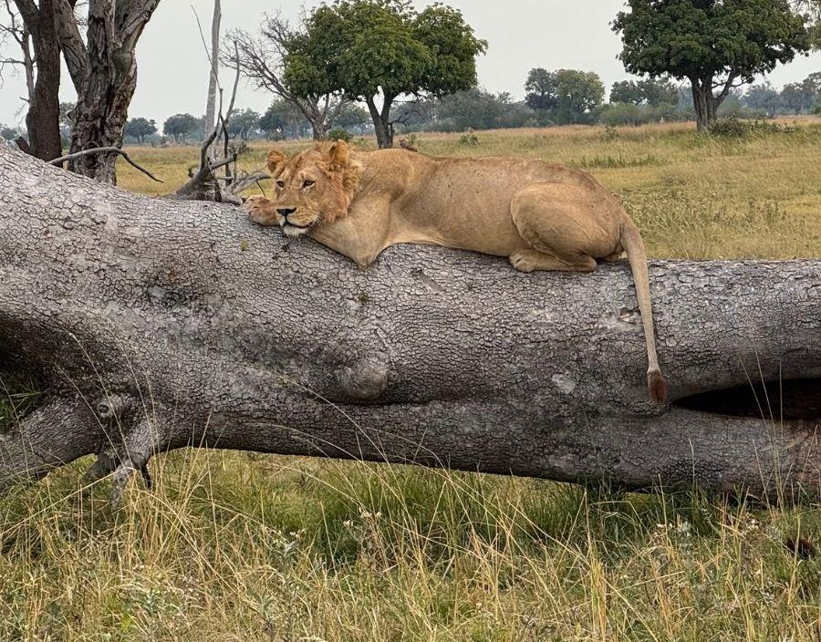 young lion lies on fallen tree