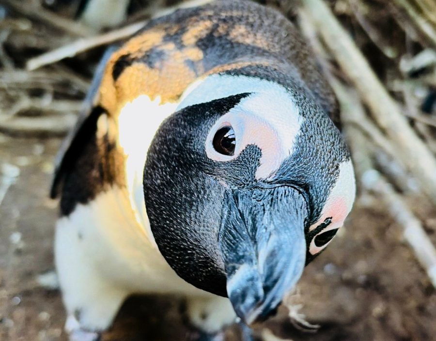 close up shot of African penguin