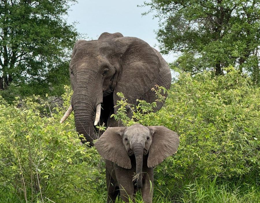 Elephant and calf in bush