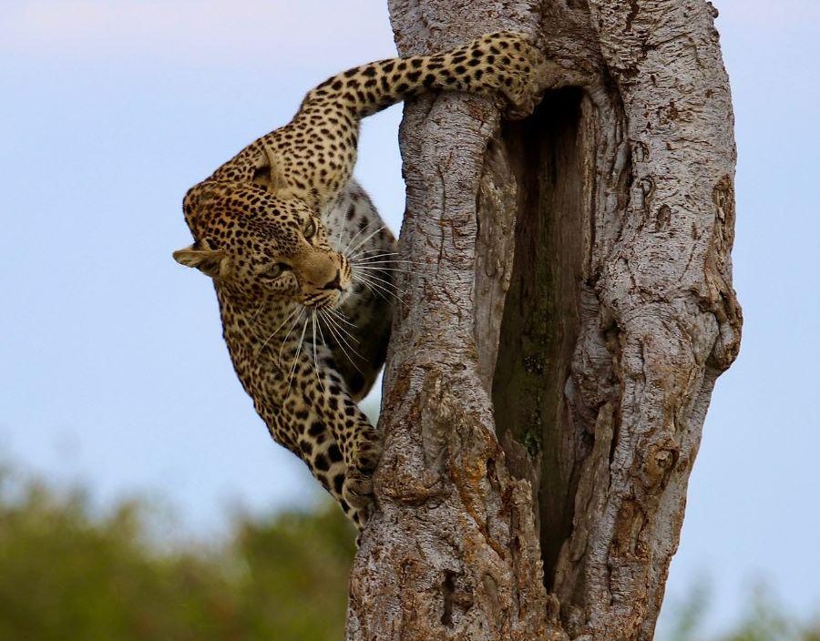 Leopard gripping on to the side of a tree