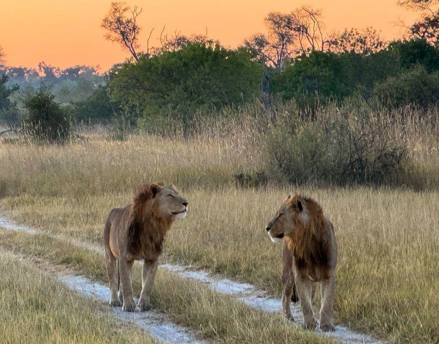 Male lions walking along road in Botswana at sunset