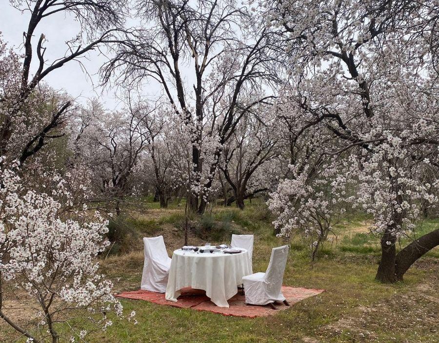 table set up in between trees