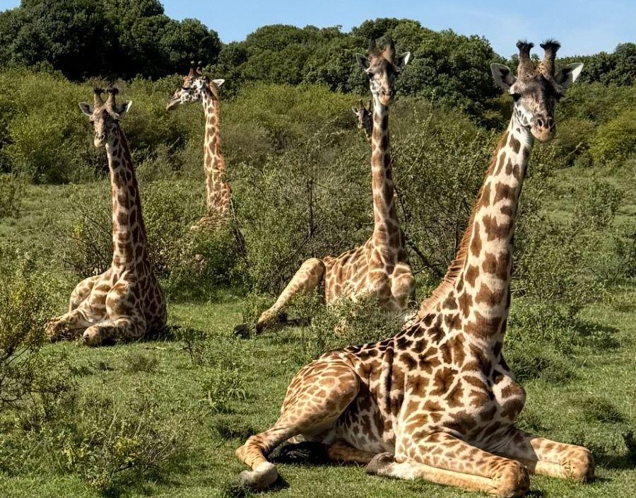 herd of giraffe sitting in maasai mara
