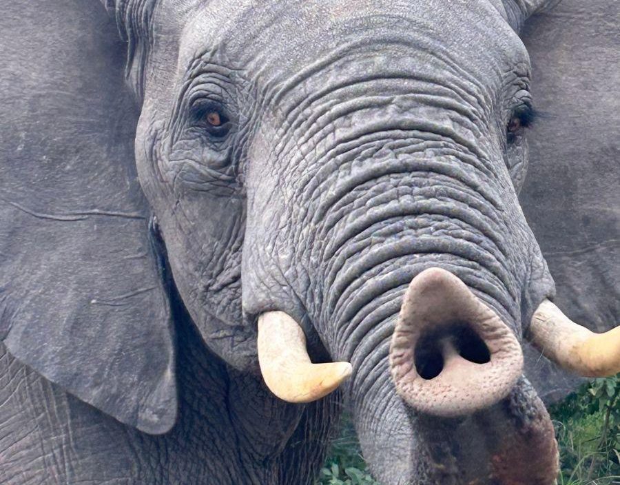 Close up image of elephant extend its trunk