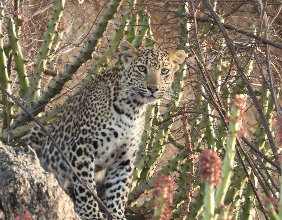 leopard peers out of some folliage in india