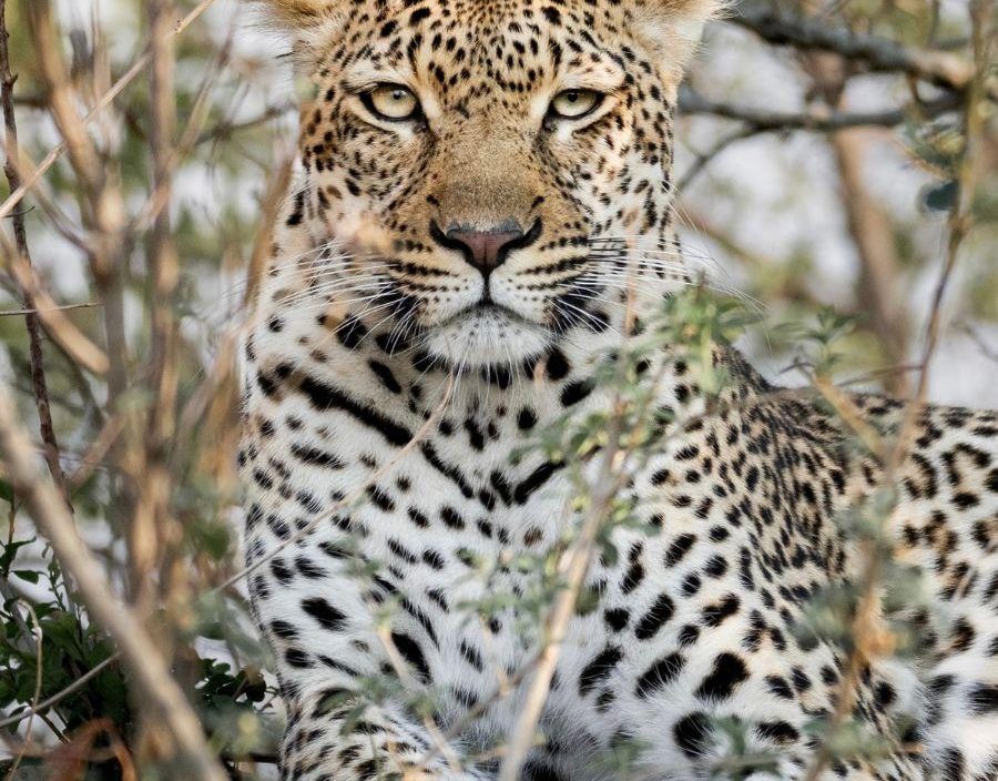 An African leopard with intense amber-green eyes peers closely through dry brush and branches.