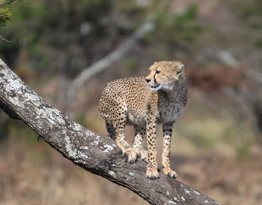 Cheetah on tree