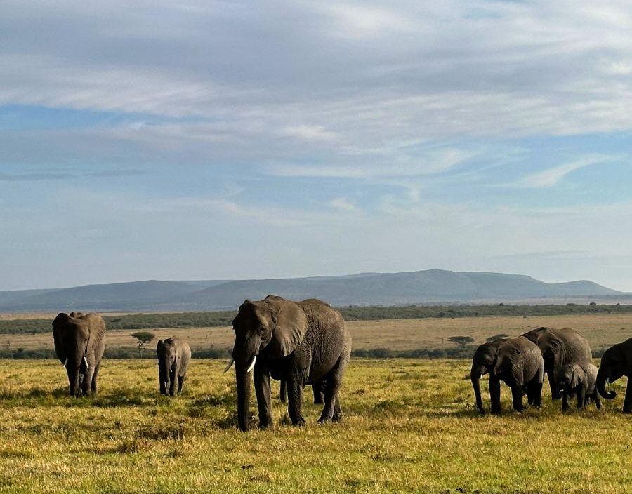 Elephant herd in Masaai Mara