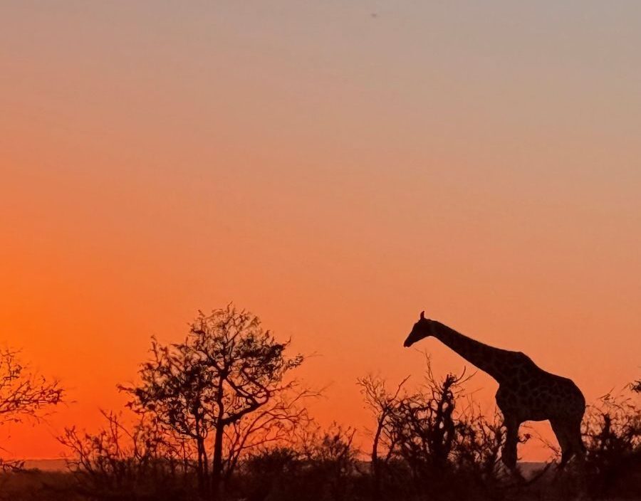 Giraffe silhouette in Zimbabwean sunset