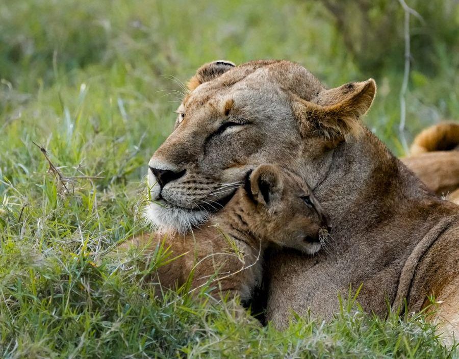 Lioness and Cub embrace