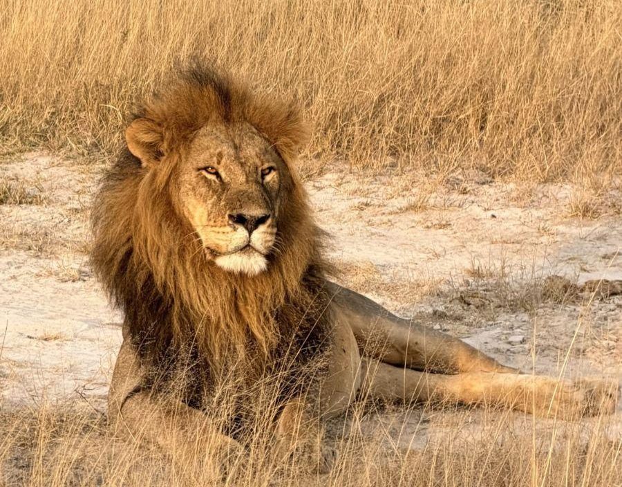 Male Lion in South Africa