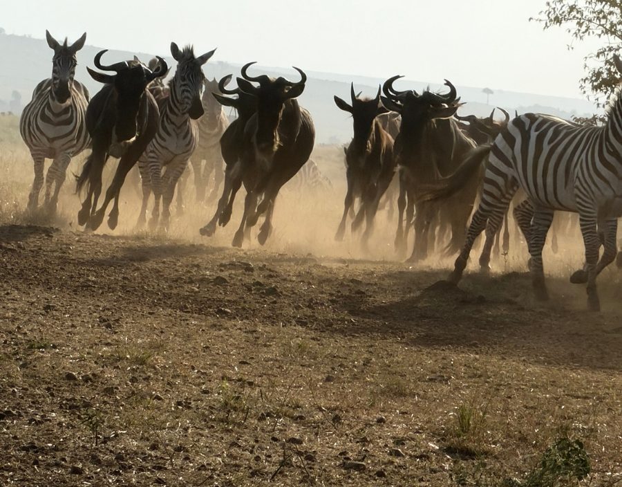 wildebeest and zebra running in dust