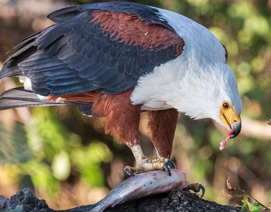 African fish eagle with fish