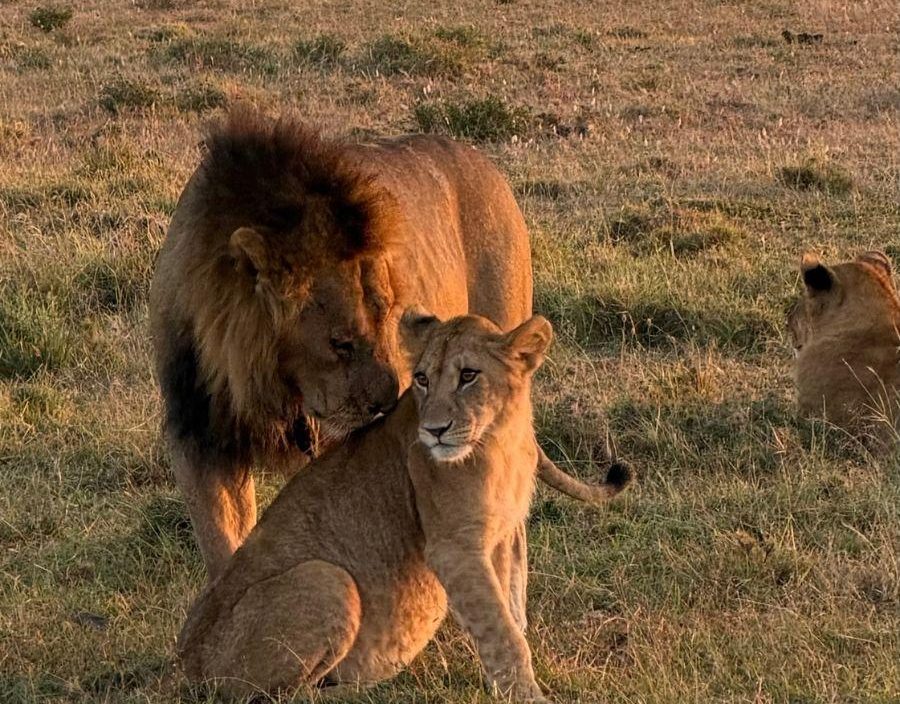 Male Lion and Cub