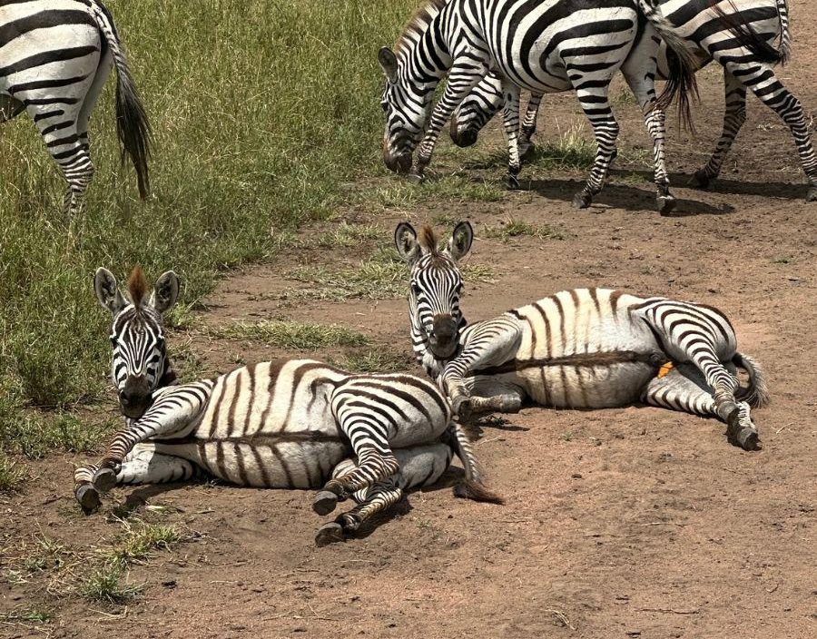 Zebras lazing in the road in Tanzania