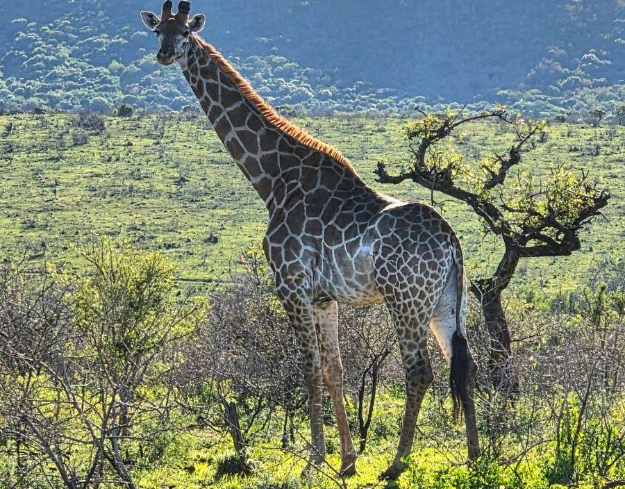 giraffe in botswana bush