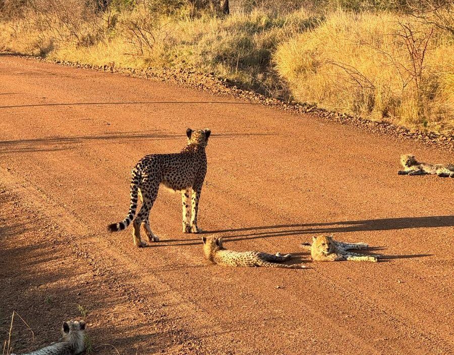 Cheetah family lie on dirt road