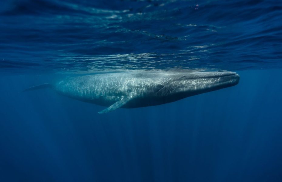 Blue Whale Uga Jungle Beach