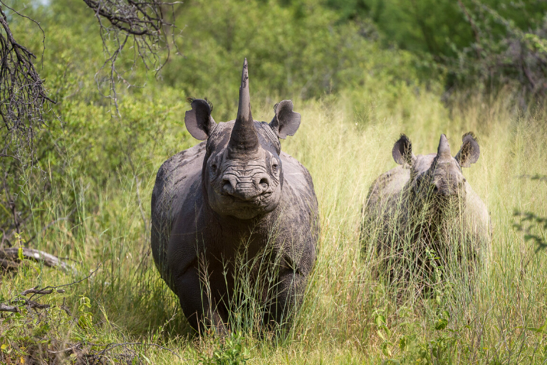 Two rhinos during a tracking experience