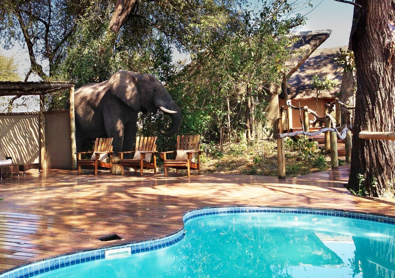 Lagoon camp elephant by the pool 1280