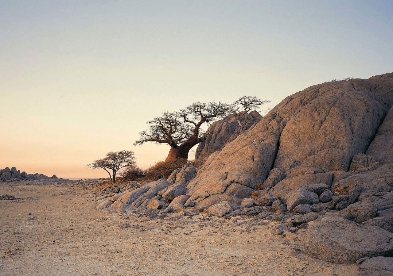 Kubu island stunted baobab on kubu island 1280