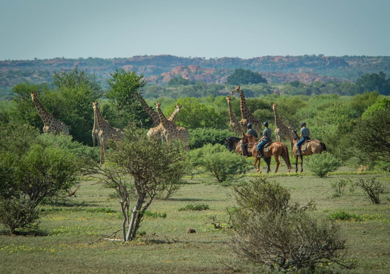 Mashatu lodge horseback safari and giraffe sighting 1280