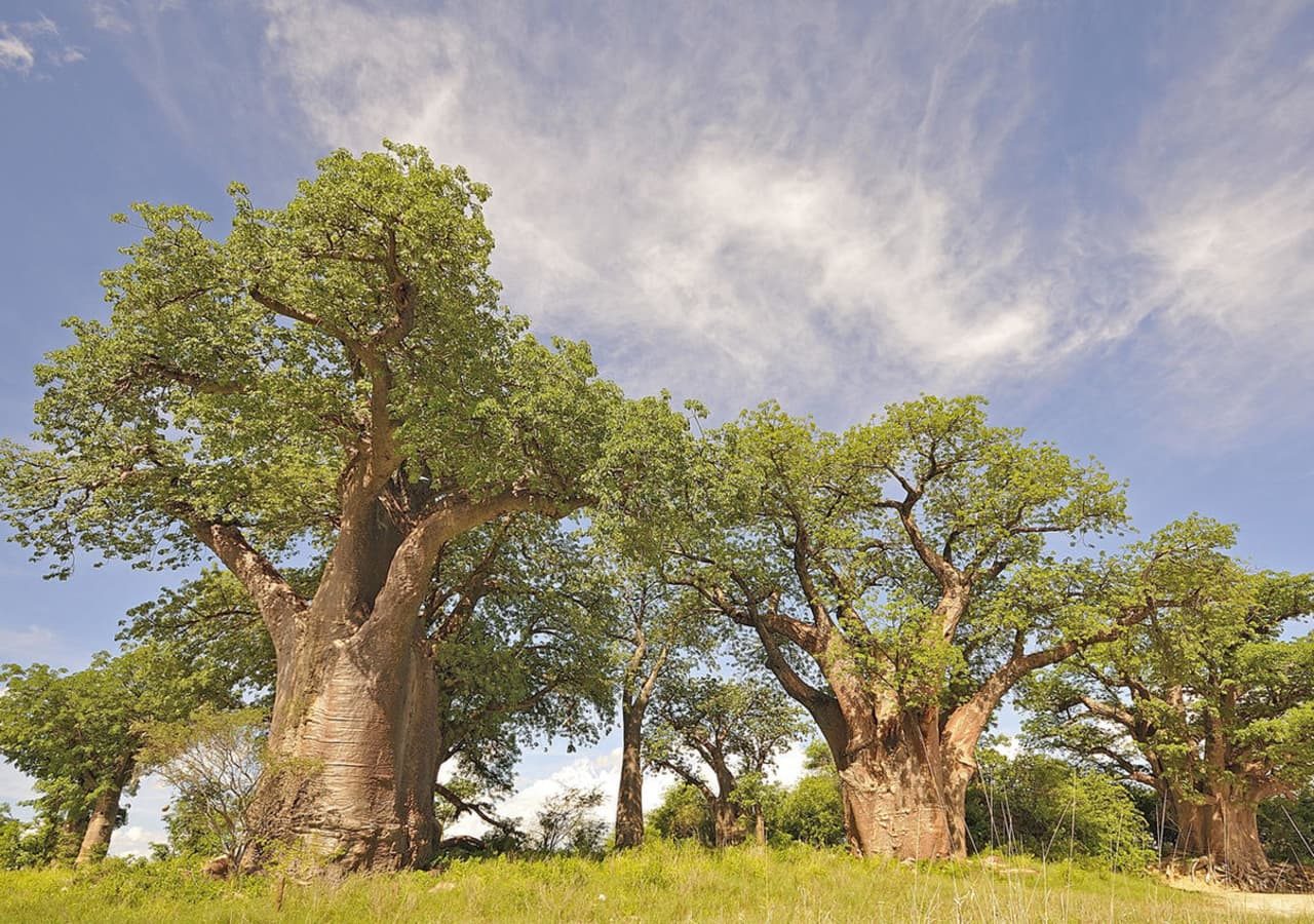 Nxai pan camp the famous baines baobabs 1280