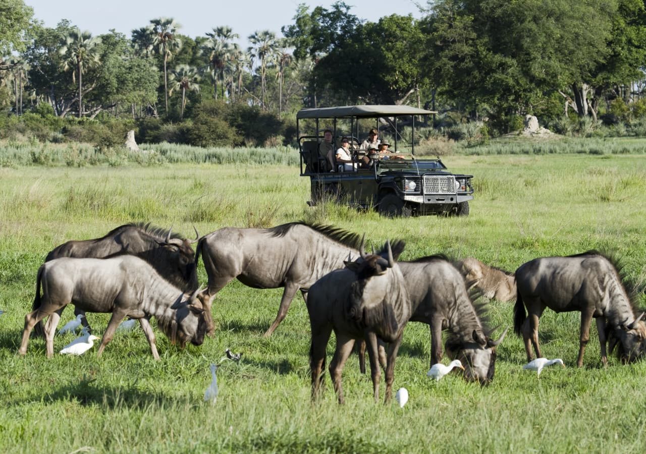 Chitabe camp game drive with wildebeest 1280