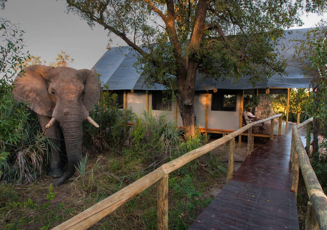 Chitabe lediba camp elephant at the camp 1280