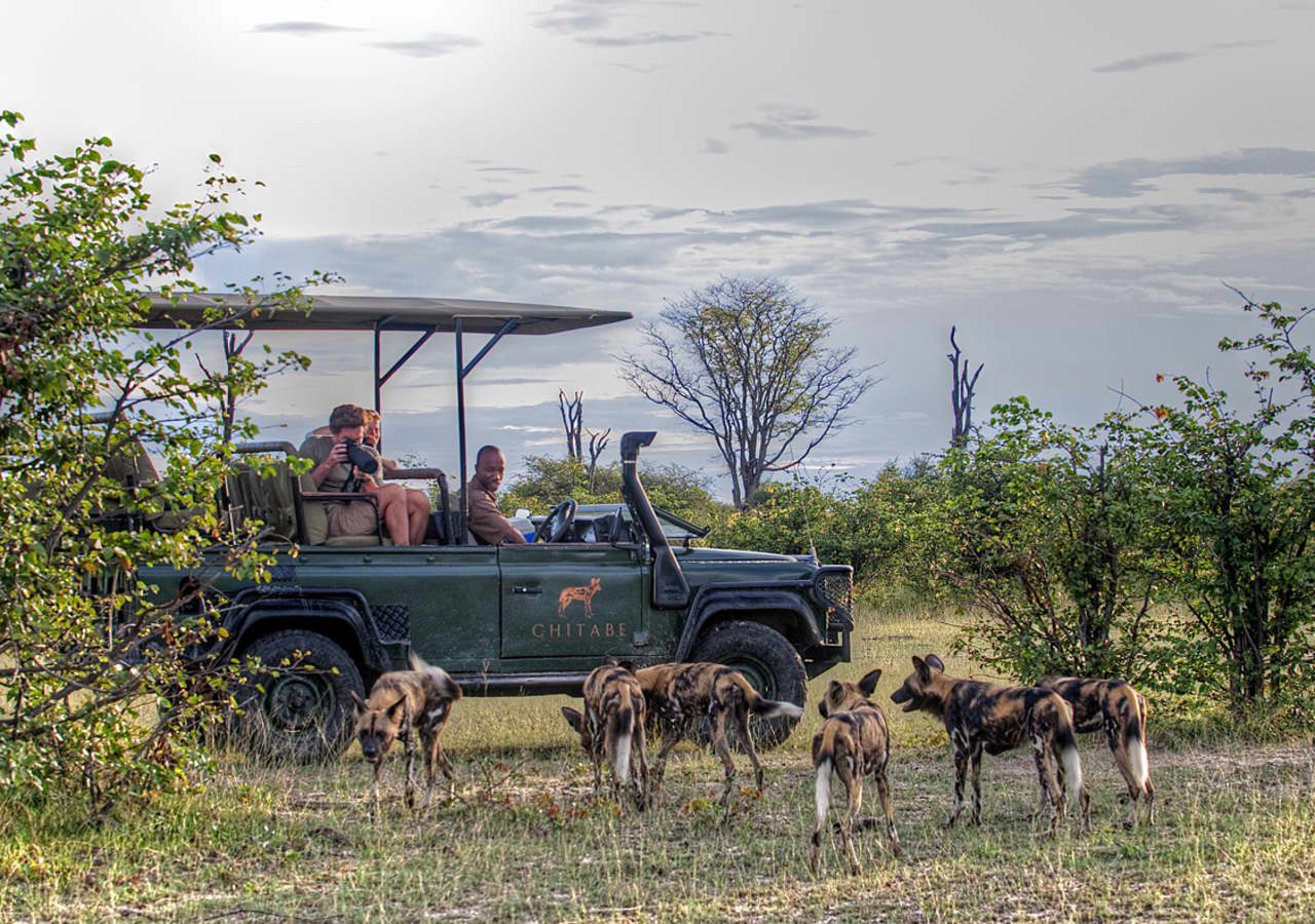 Chitabe lediba camp safari game drive with wild dogs 1280