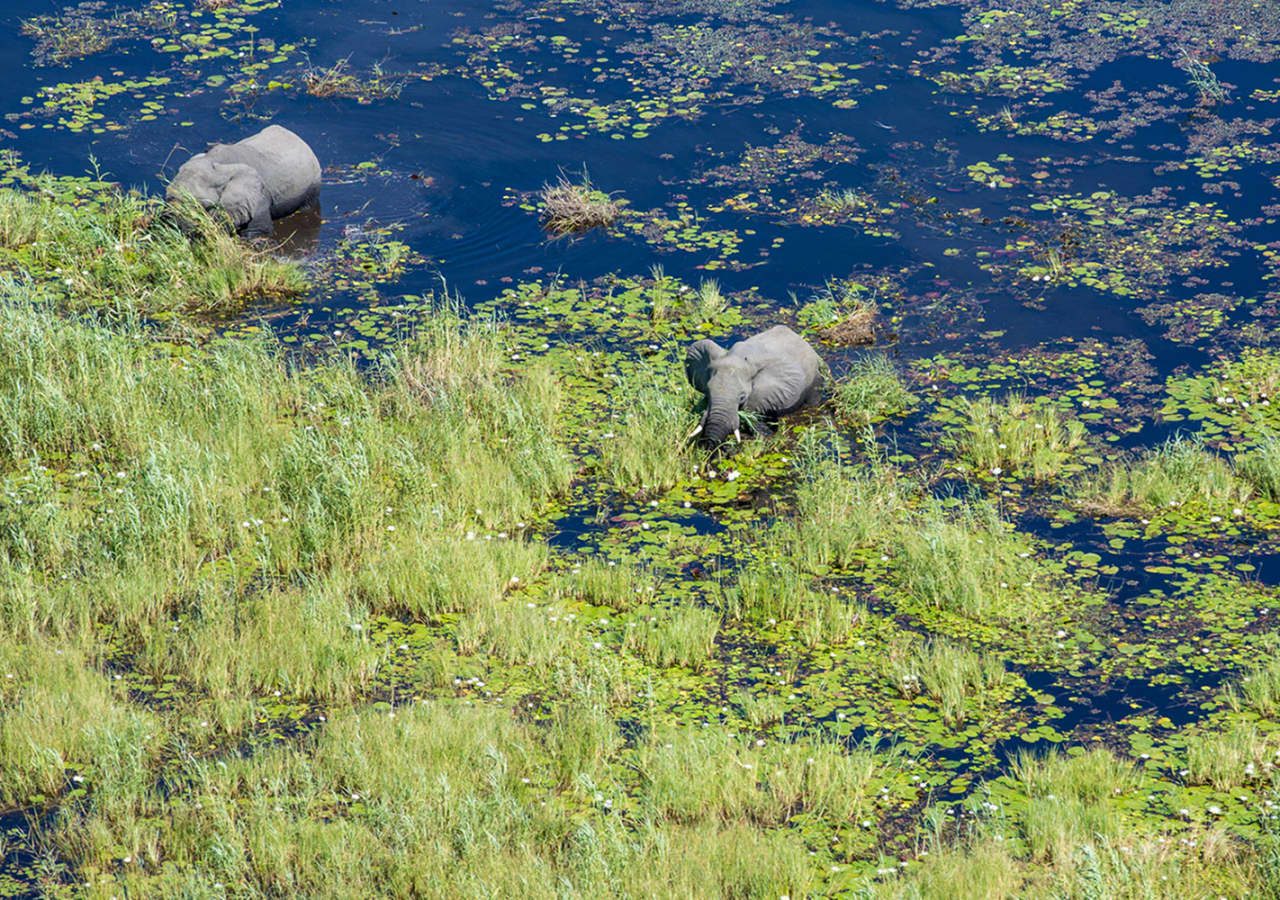 Duba explorers camp elephants bathing in the okavango delta 1280