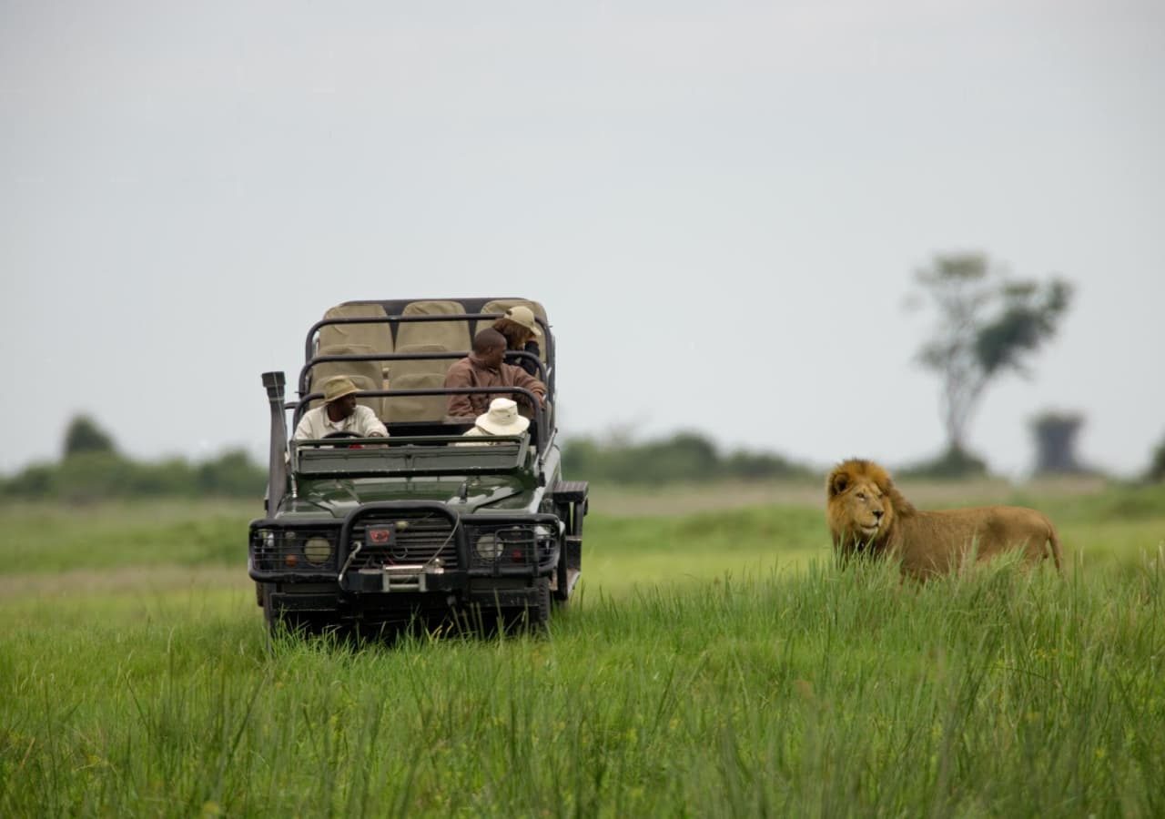 Duba explorers camp lion spotted on game drive 1280