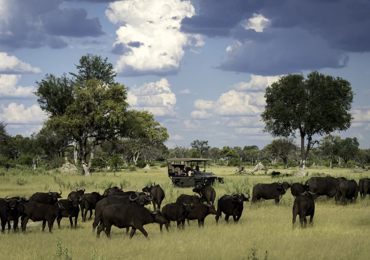 Little vumbura camp l safari game drive 1280