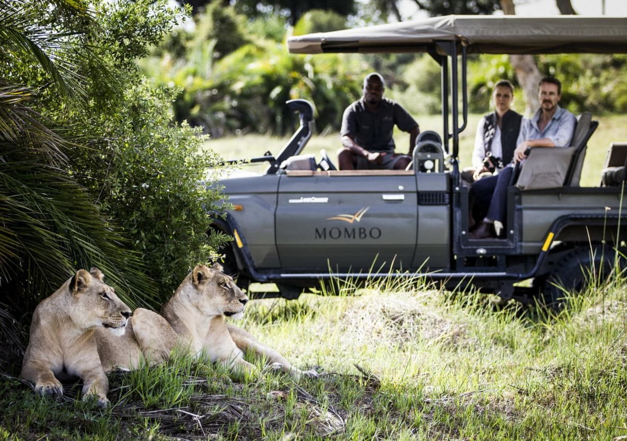 Mombo camp lions spotted on a game drive 1280