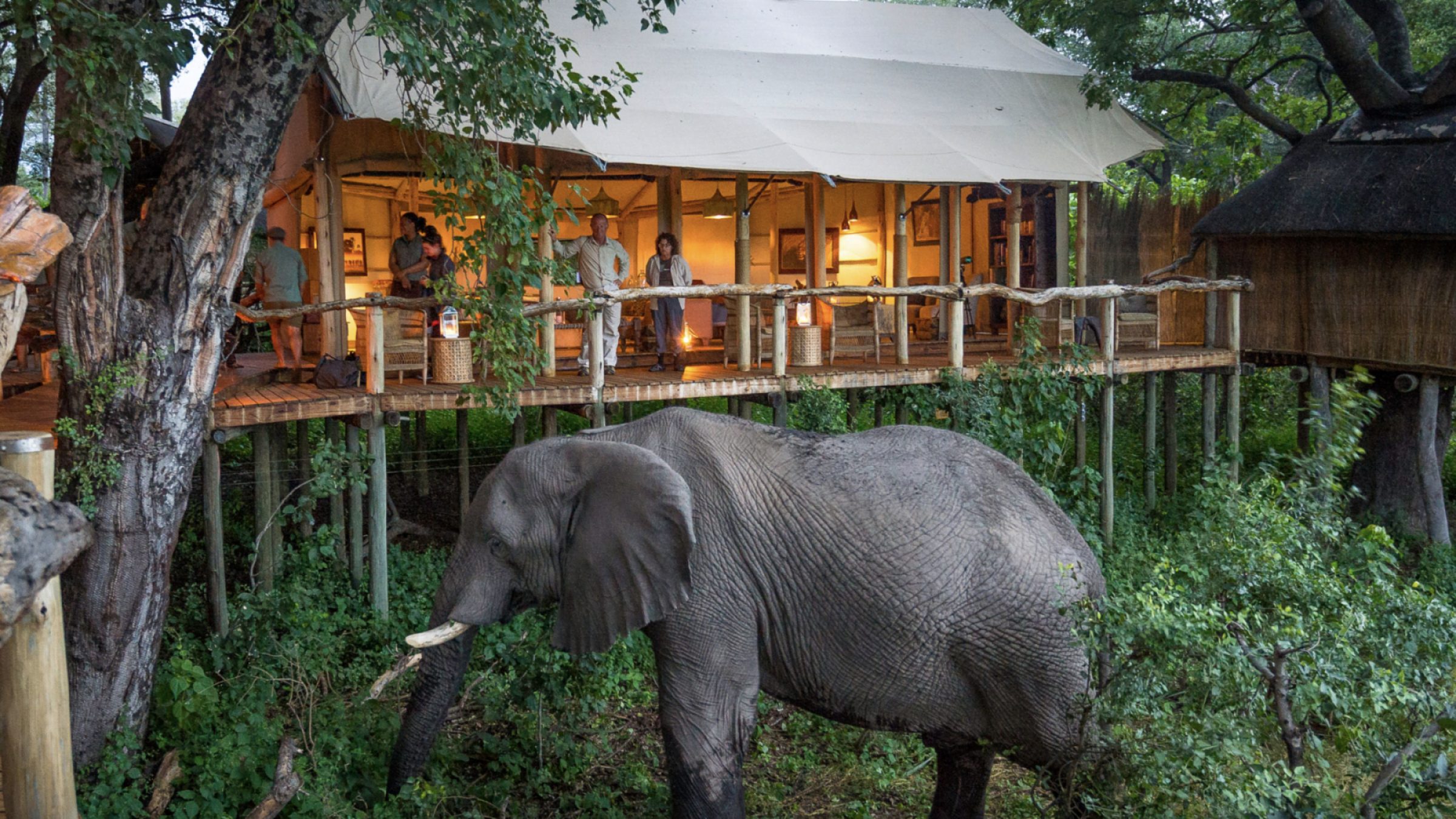 Tubu tree camp elephant at camp 2400