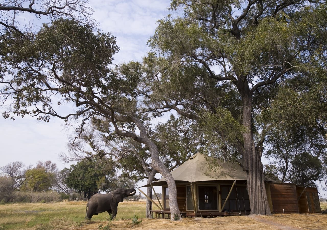 Xaranna okavango delta camp elephant spotted outside guest suite 1280