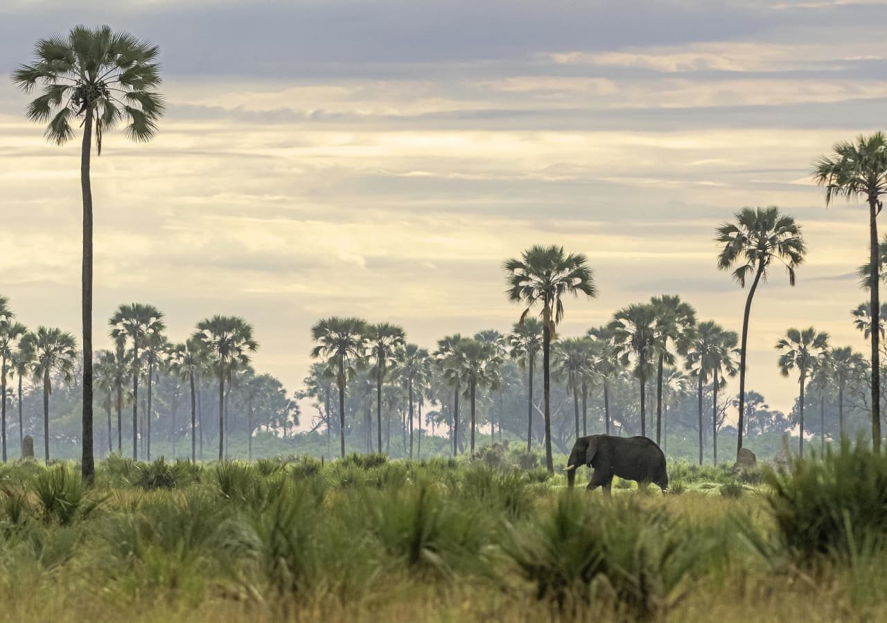 Xigera safari lodge elephant and okavango delta landscape 1280