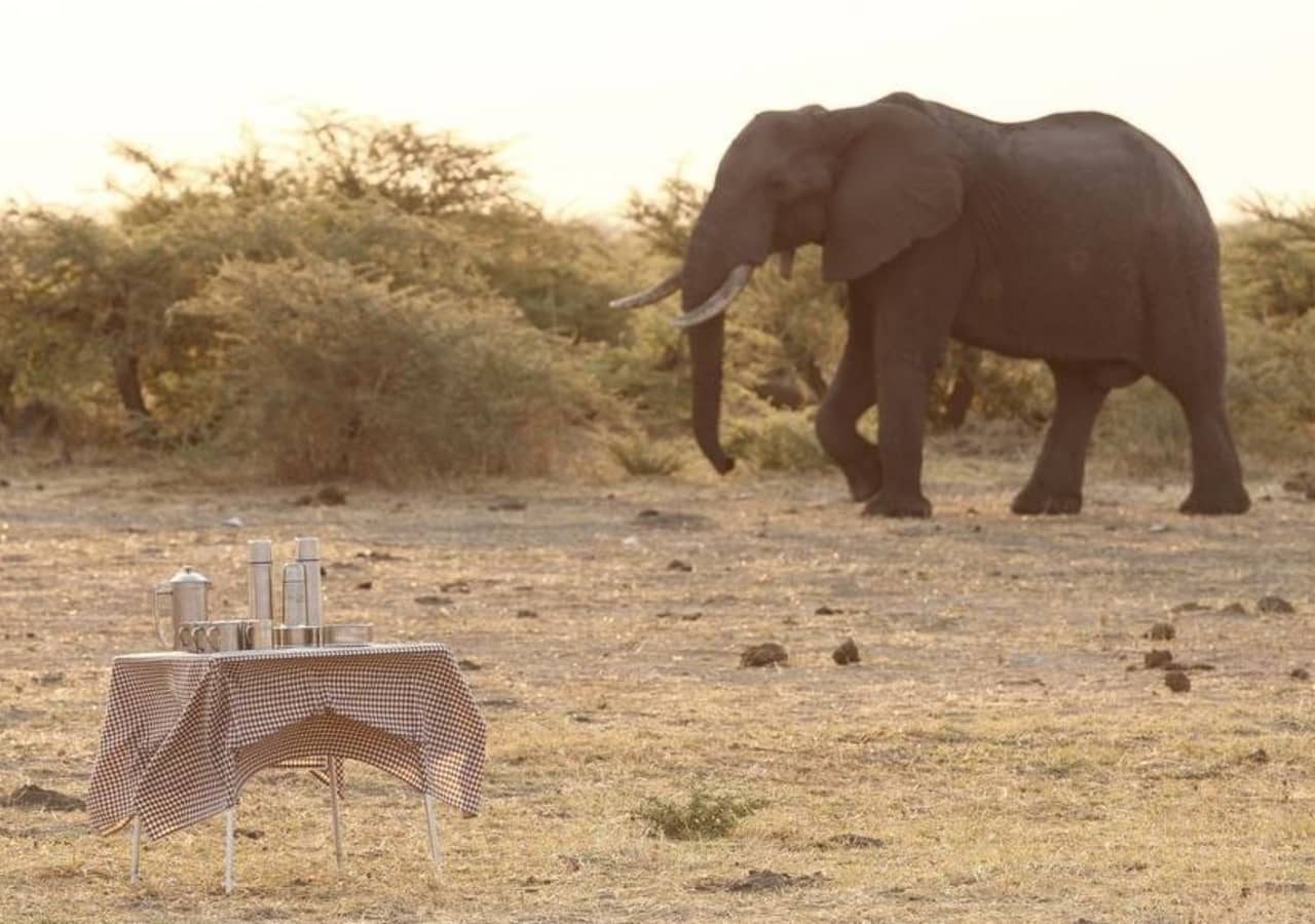 Savute under canvas elephant sundowners 1280