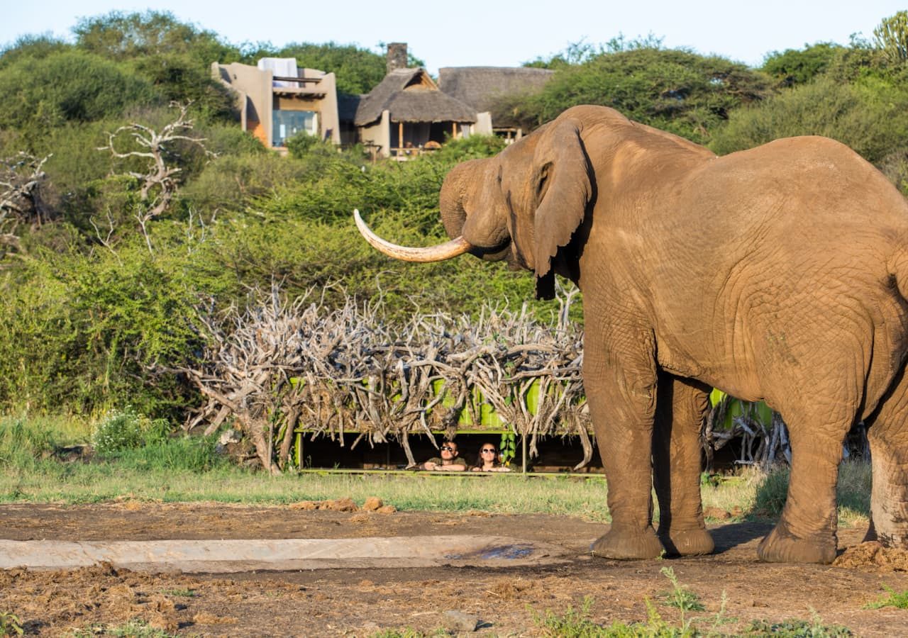 Ol donyo lodge elephant viewing in the hide 1280