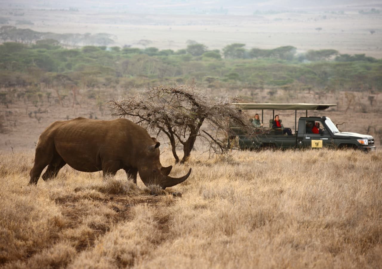 Lewa safari camp game drive with rhinos 1280