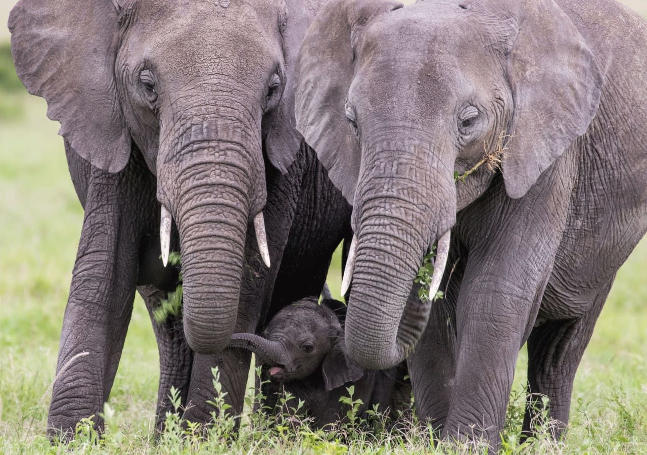 Angama safari camp game drive with elephants 1280