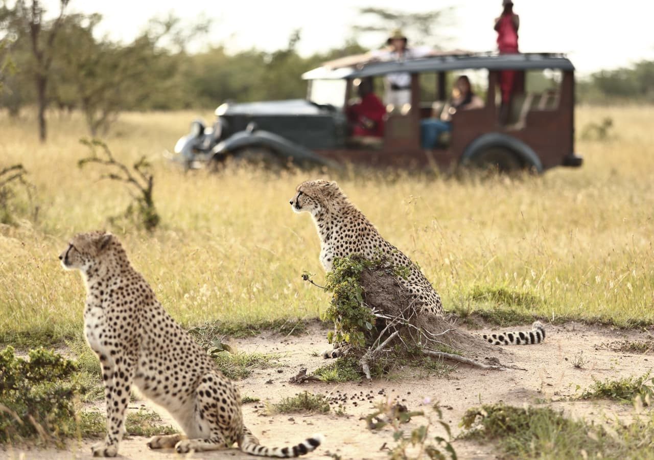 Cottars bush villa game drive with cheetahs 1280