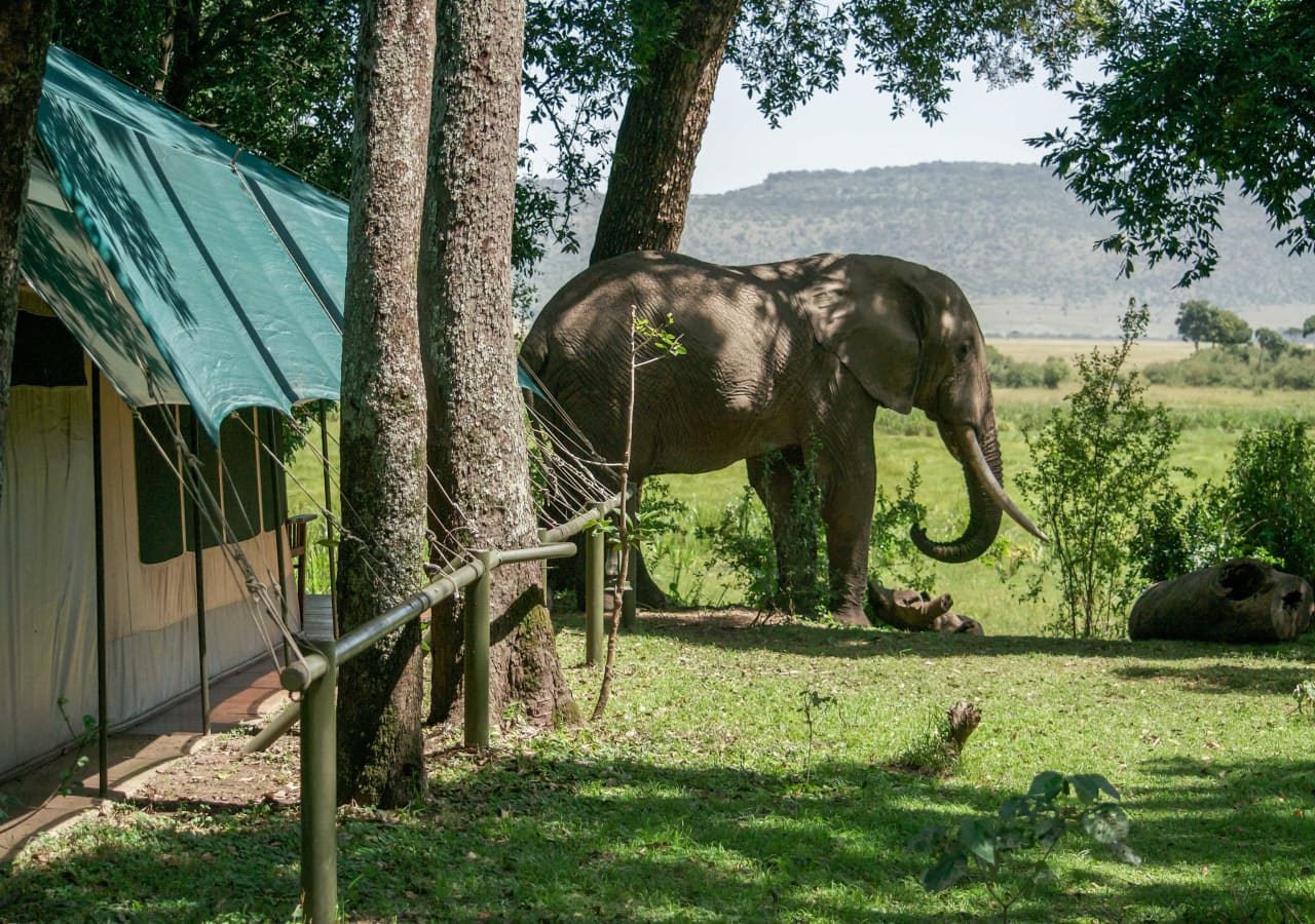 Little governors camp elephant spotted at the camp 1280