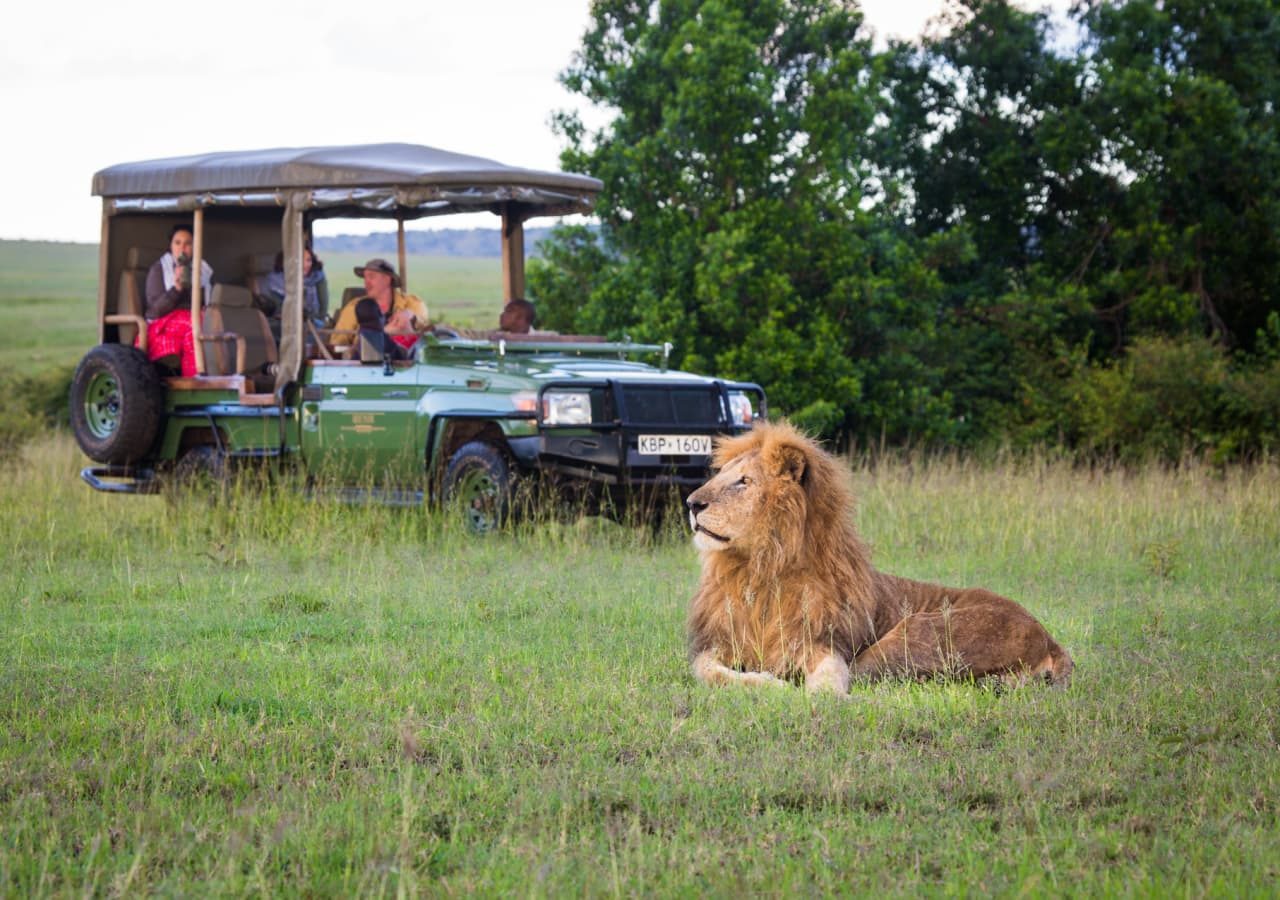 Mara toto camp game drive with lions 1280