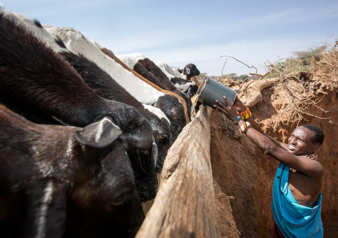 Saruni rhino watering the goats at 1280