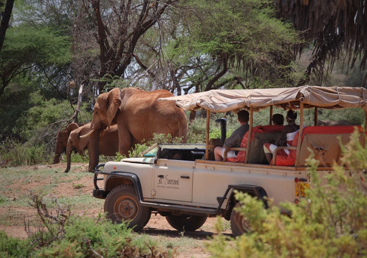 Saruni samburu game drive with elephants 1280