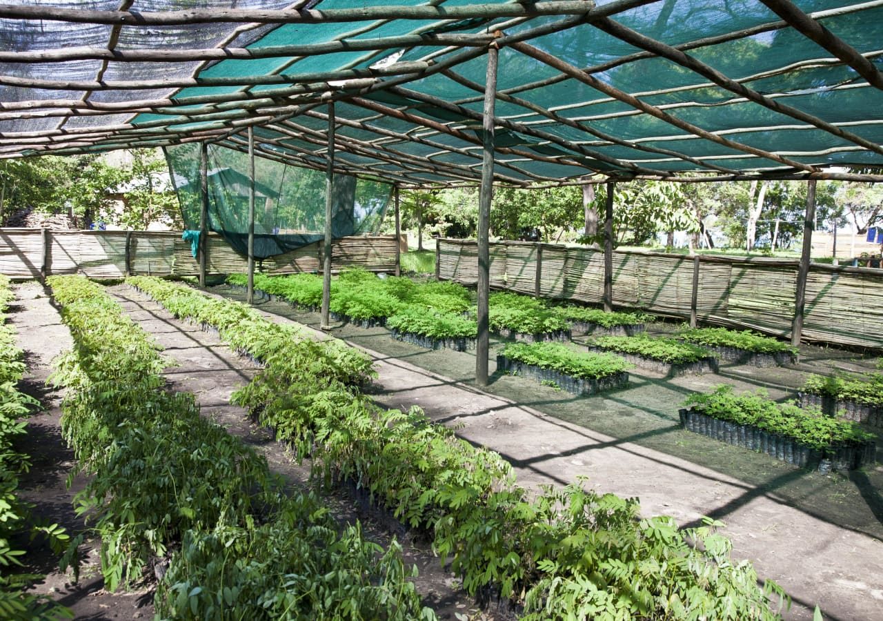 Chintheche inn vegetables growing in the greenhouse 1280